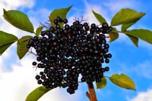 Black Aronia (Aronia melanocarpa)