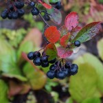 Aronia - Siberian blueberry