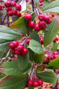 Red Aronia (Aronia arbutifolia)