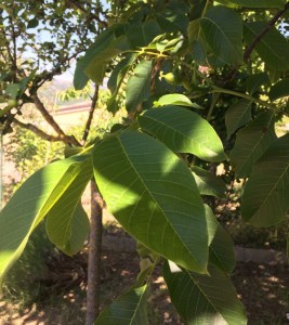 walnut leaves