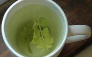 walnut leaves tea