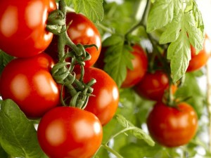 Tomatoes on the vine.