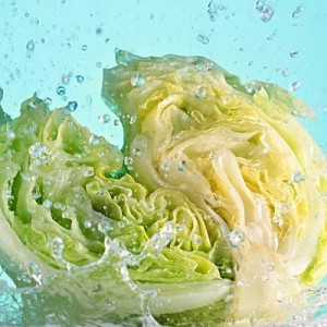 cabbage