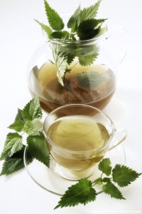 White nettle tea